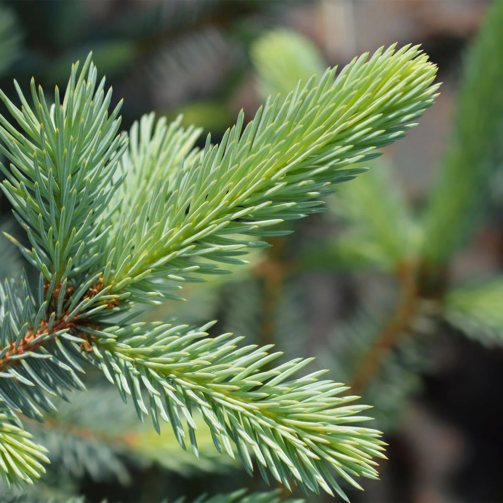 Picea pungens 'Fat Albert' - Sinikuusi / Okakuusi / Hopeakuusi