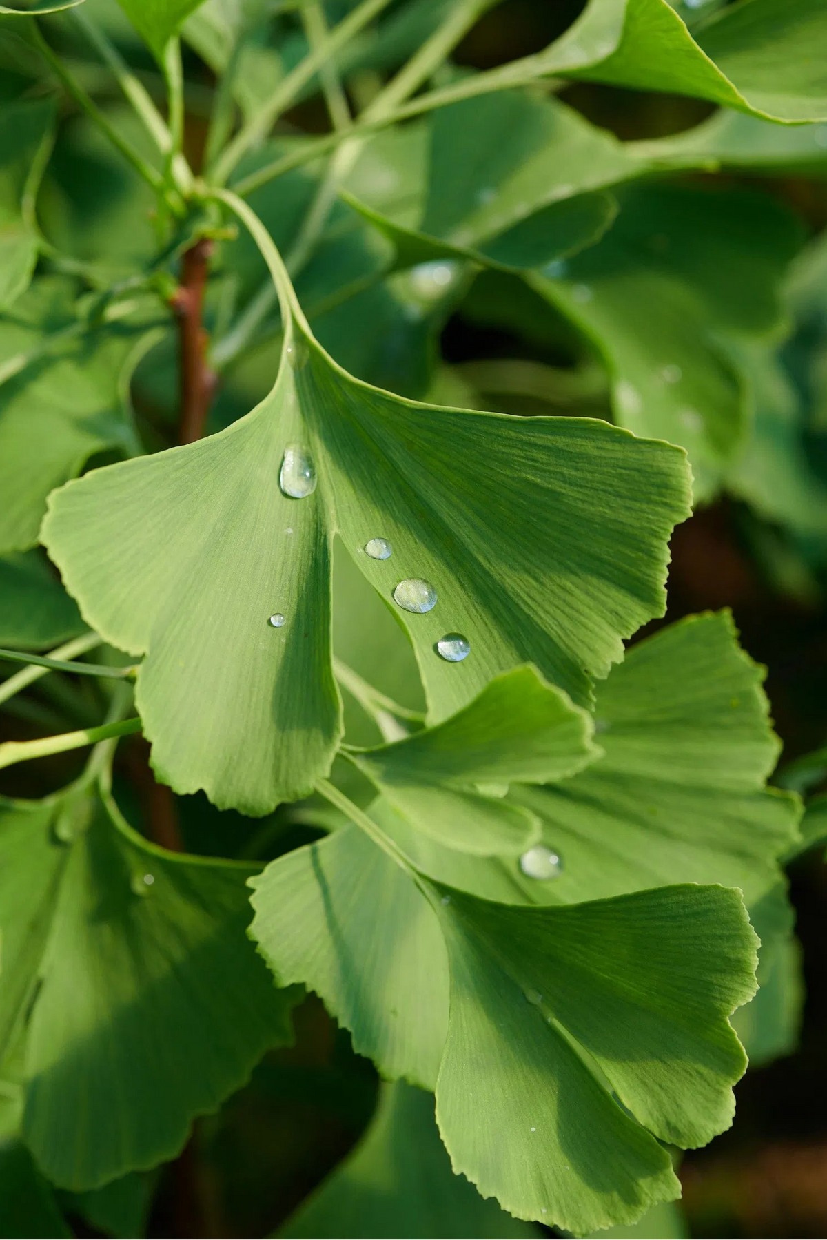 Ginkgo biloba - Neidonhiuspuu