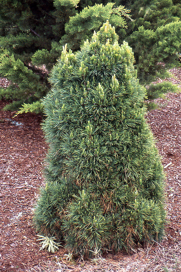 Pinus sylvestris 'Globosa Viridis' - Mänty
