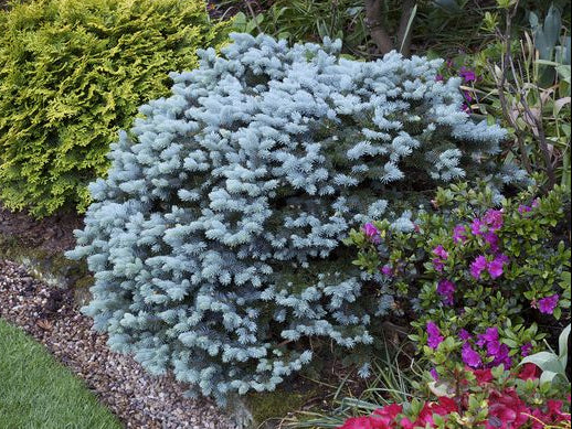 Picea pungens 'Glauca Globosa' - Pallohopeakuusi (sinikuusi)