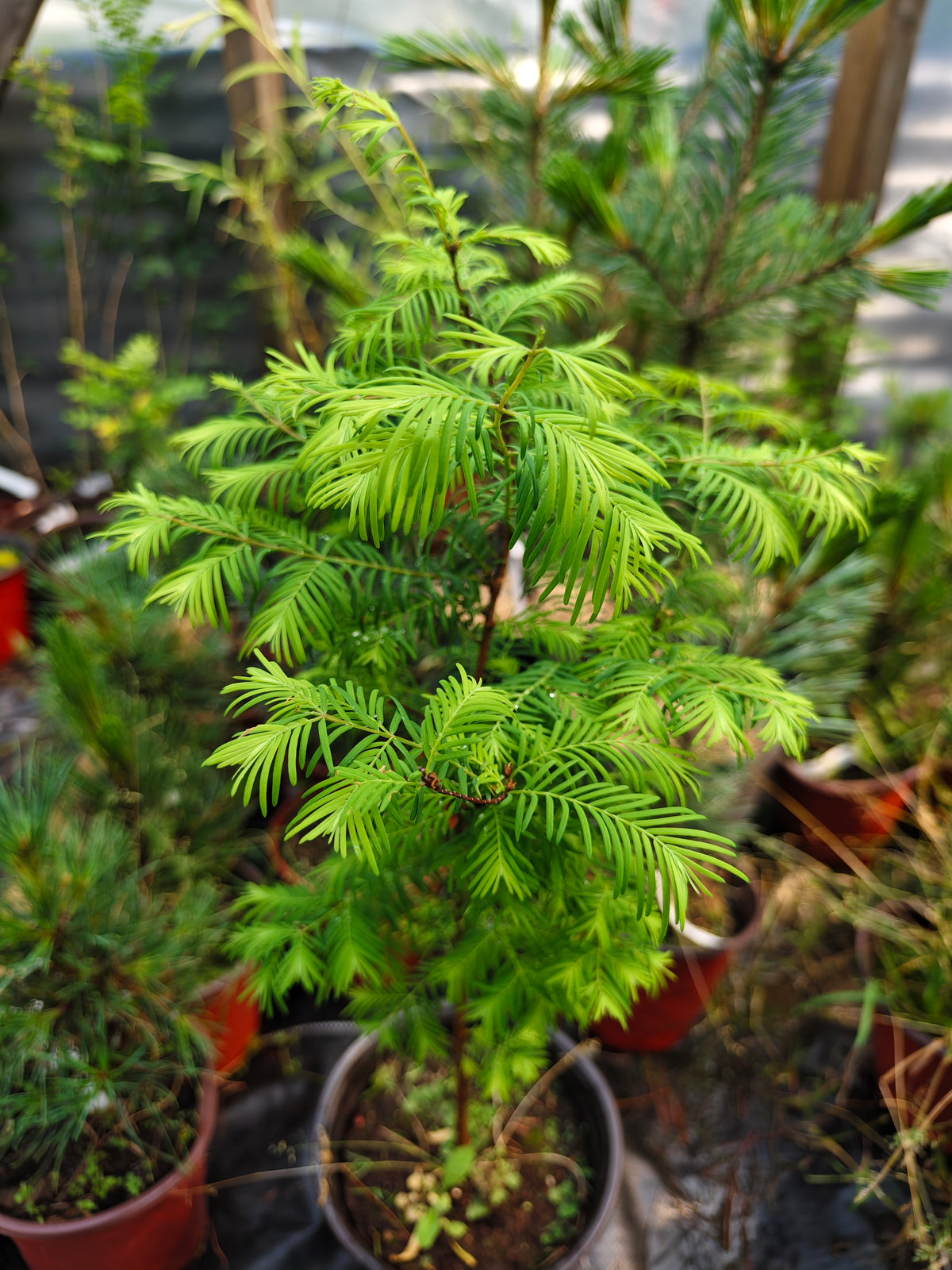Metasequoia glyptostroboides – Kiinanpunapuu