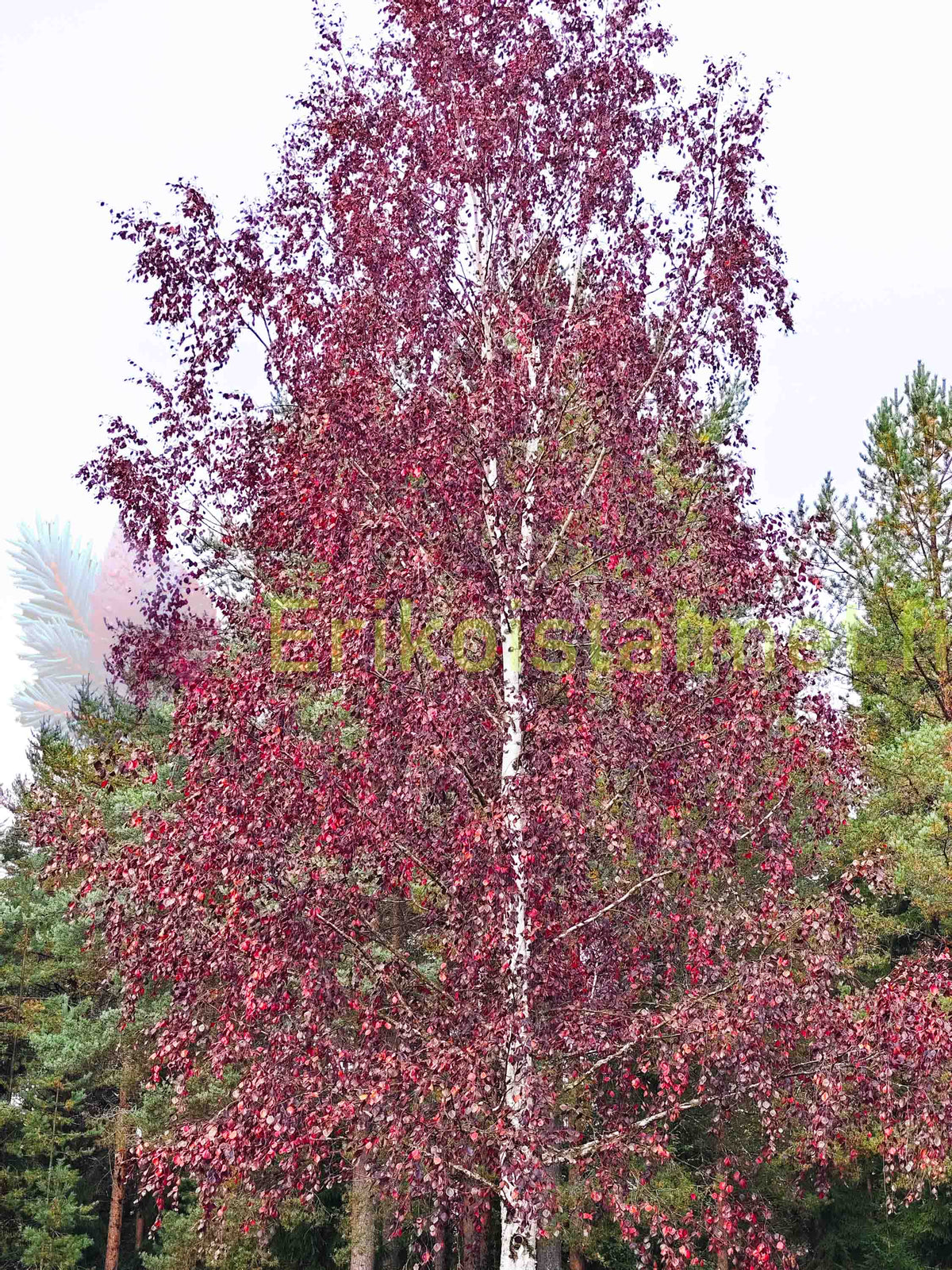 Betula pubescens 'f. rubra' - Punakoivu, hieskoivun punalehtinen muoto (Suomalainen taimi)