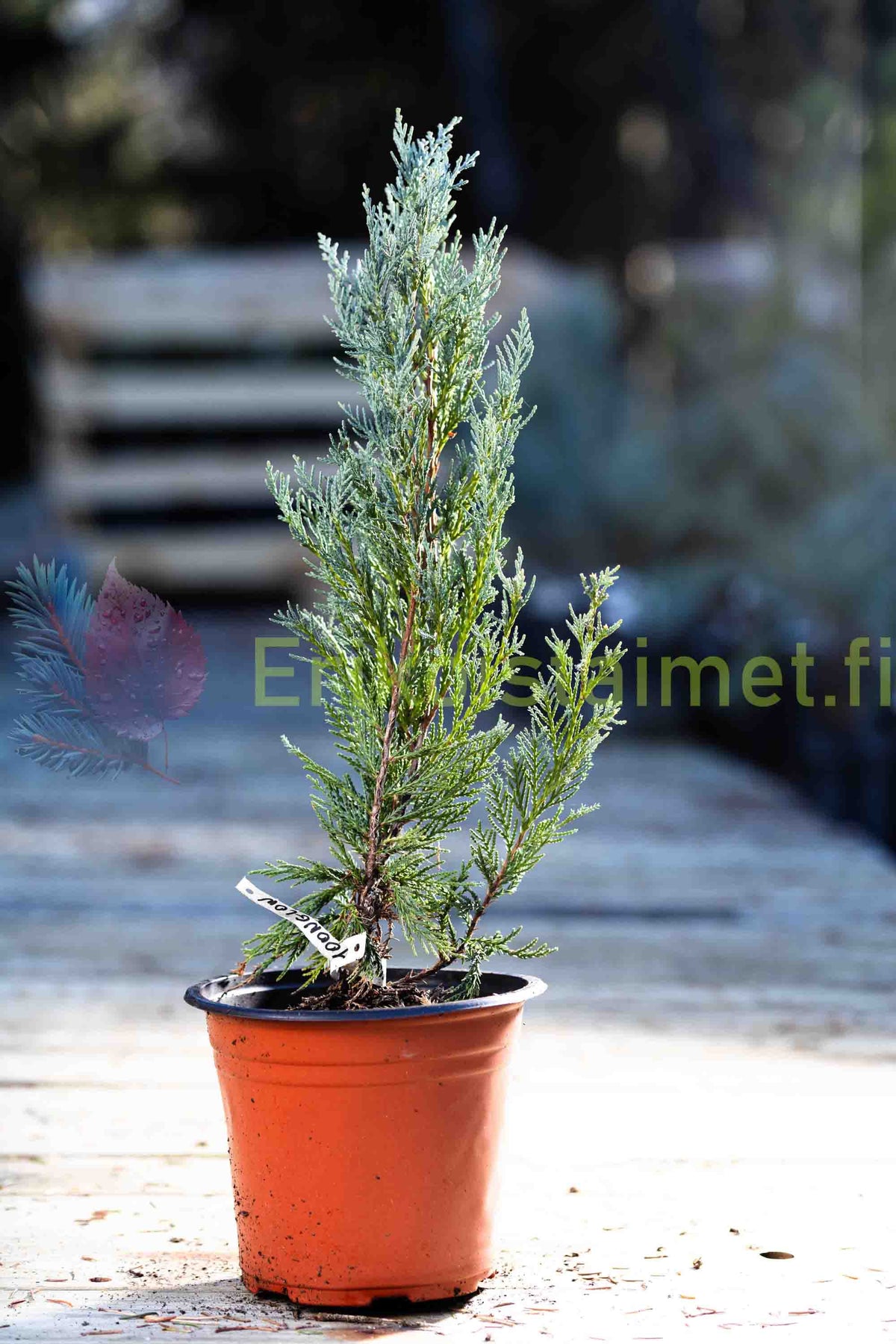Juniperus Scopulorum 'Moonglow' - Kalliovuortenkataja