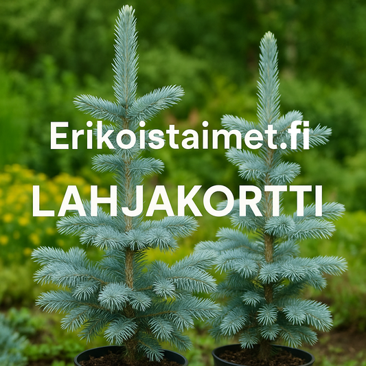 erikoisteimet.com Lahjakortti