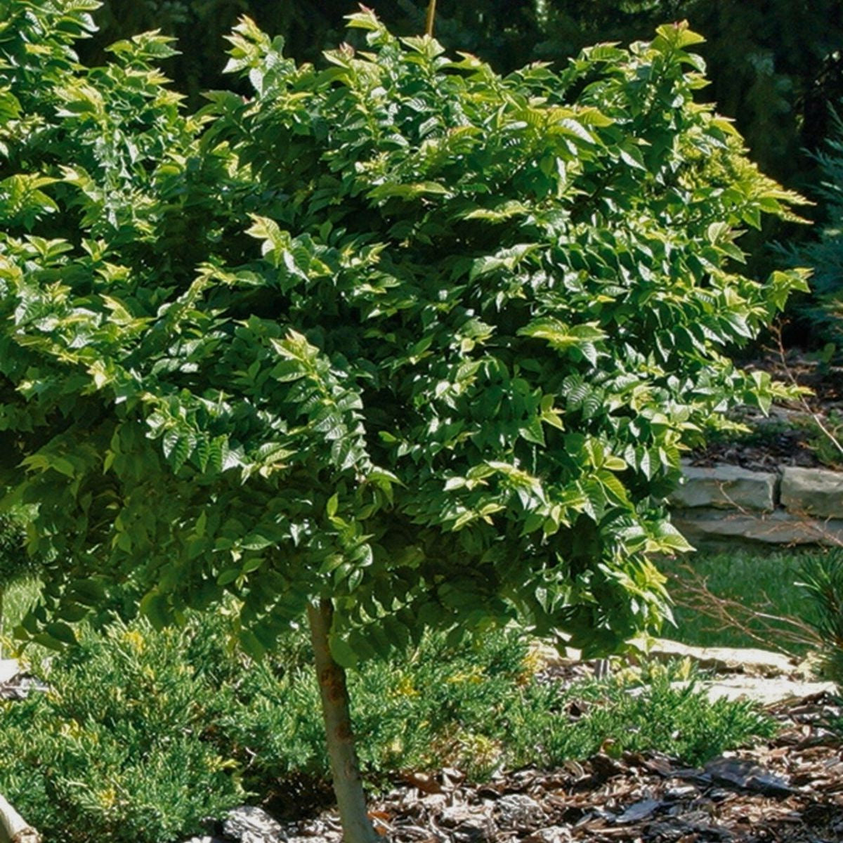 Ulmus minor - Lehtojalava