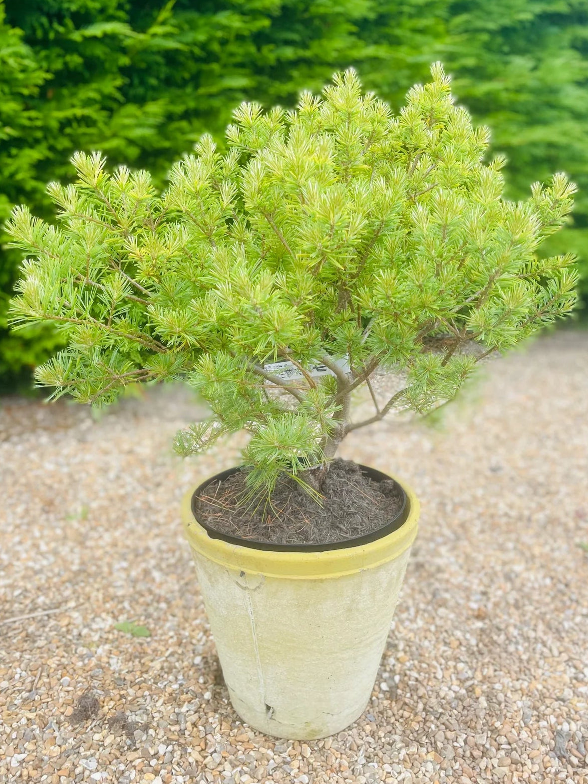 Pinus strobus "Minima" - Dwarf strobus pine 