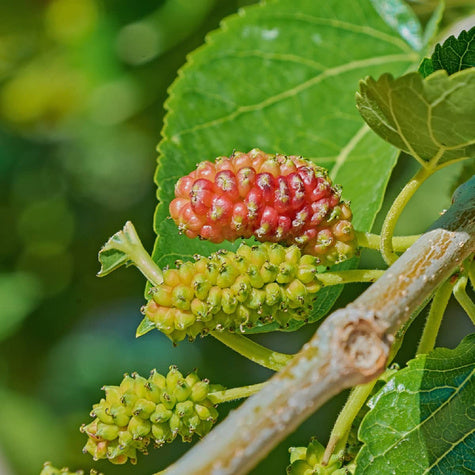 Morus nigra - Mustamulperi