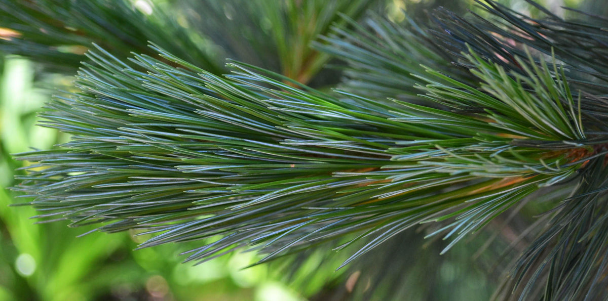 Pinus Flexilis 'Vanderwolf's Pyramid' - Kalliovuortensembra