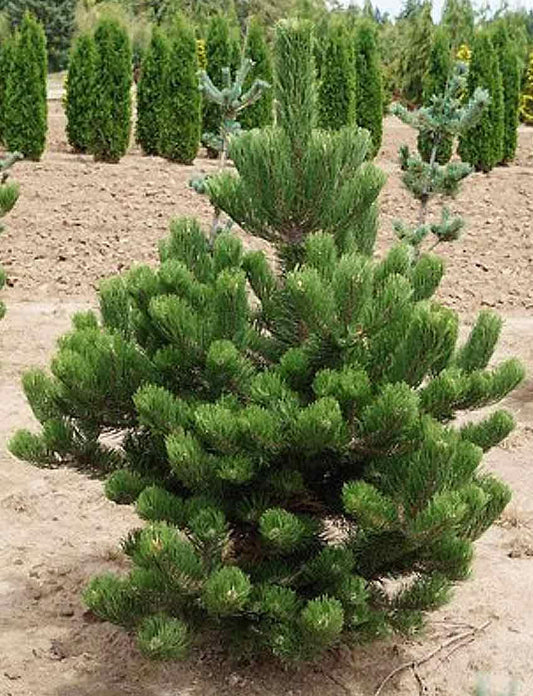 Pinus nigra 'Oregon Green' - Mustamänty