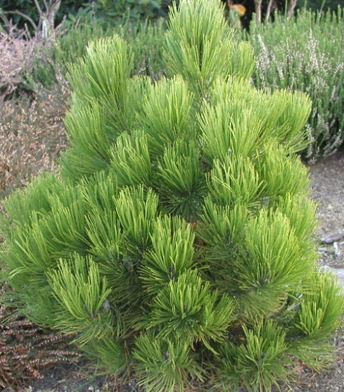 Pinus heldreichii var. leucodermis "Nana" - Dwarf Serbian pine 