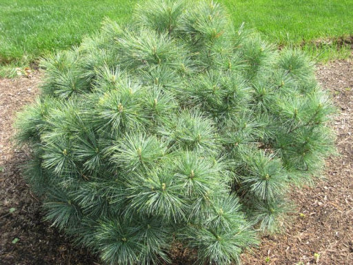Pinus strobus 'Radiata' - Dvärgtall