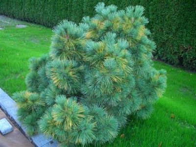 Pinus strobus 'Radiata' - Dvärgtall