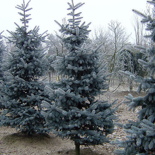 Picea Pungens 'Koster' - Sinikuusi