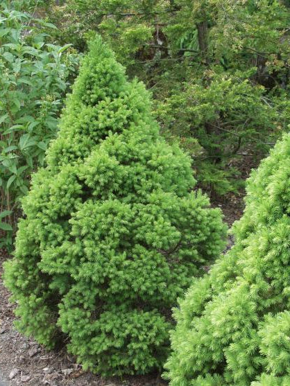 Picea glauca "Conica" - Kartiovalkokuusi