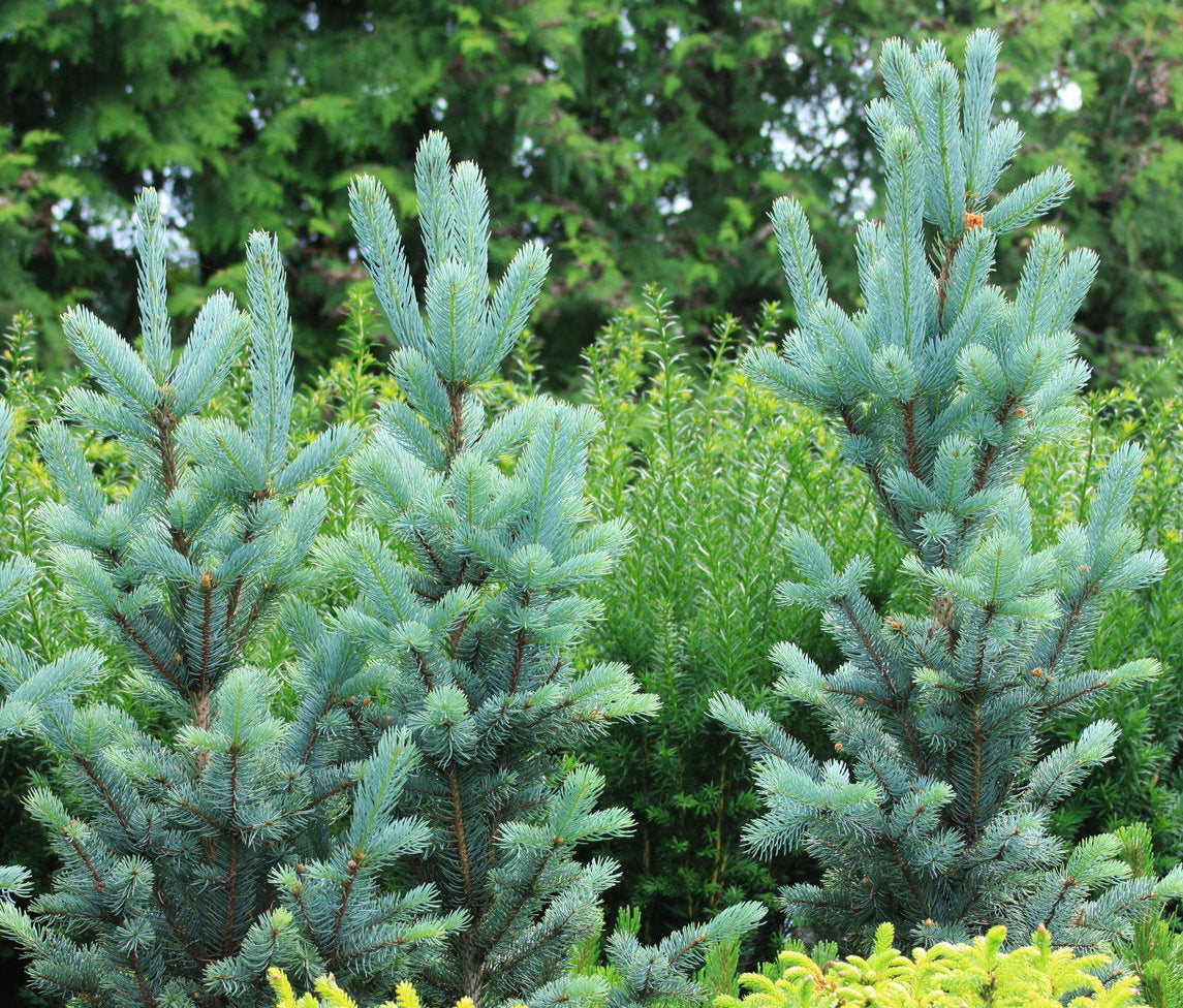Picea pungens 'Iseli Fastigiate' - Pilarihopeakuusi, Pilarisinikuusi