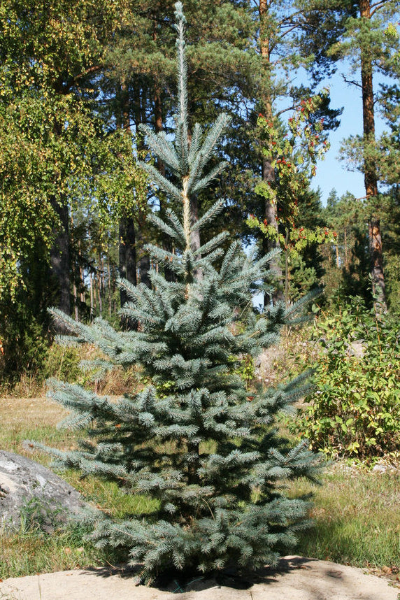 Picea pungens 'Glauca' - Hopeakuusi