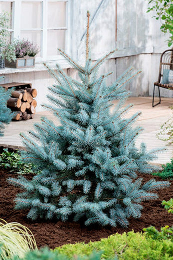 Picea pungens 'Blue Diamond' - Sinikuusi
