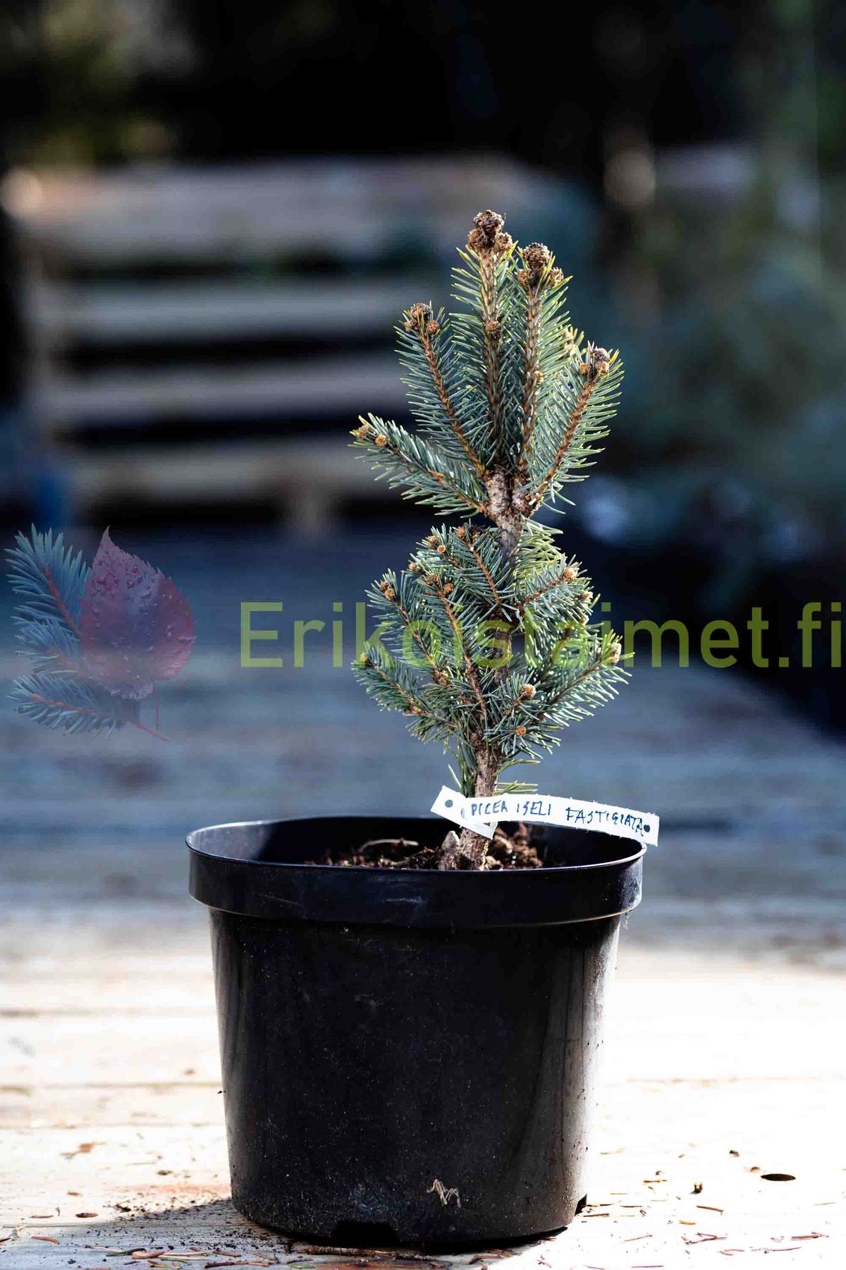 Picea pungens 'Iseli Fastigiate' - Pilarihopeakuusi, Pilarisinikuusi