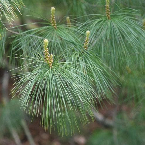 Pinus Armandii - Kiinansembra