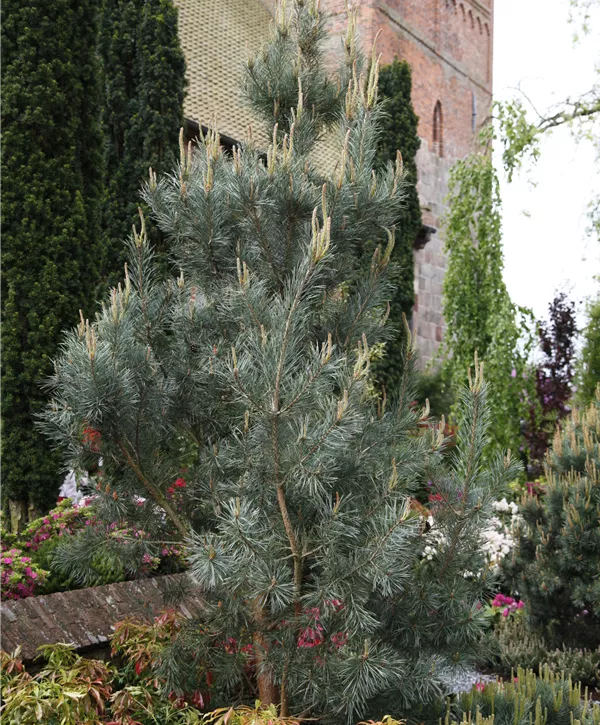 Pinus sylvestris 'Glauca' - Mänty