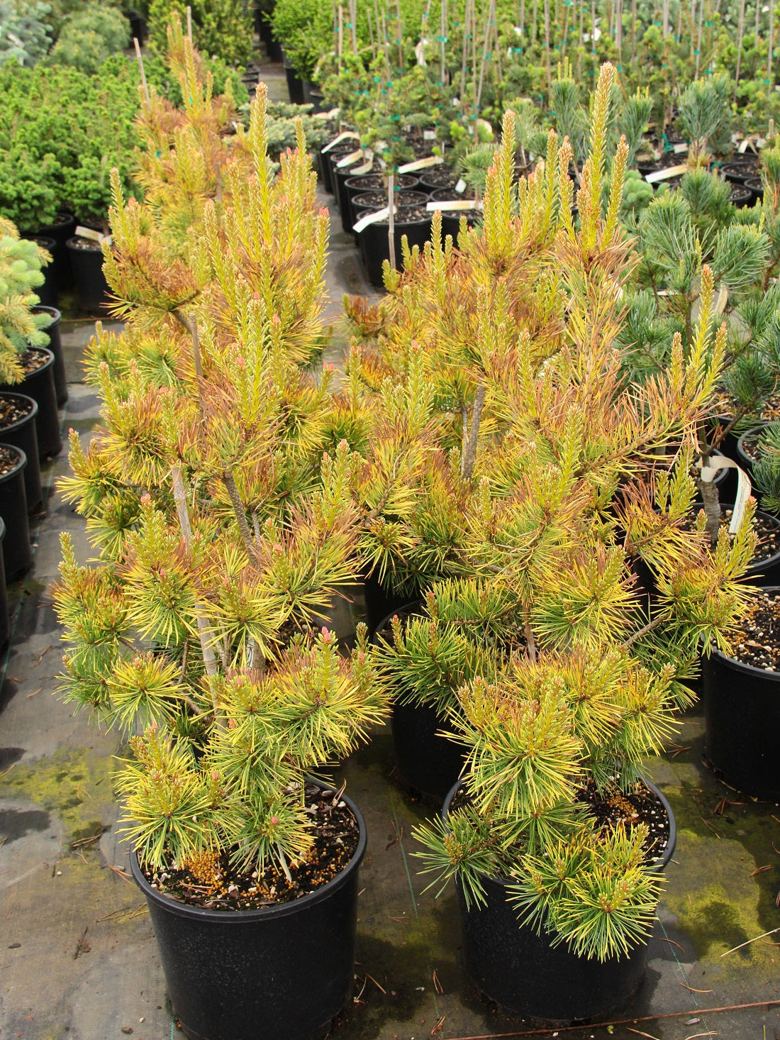 Pinus sylvestris "Aurea Nisbet" - Keltamänty