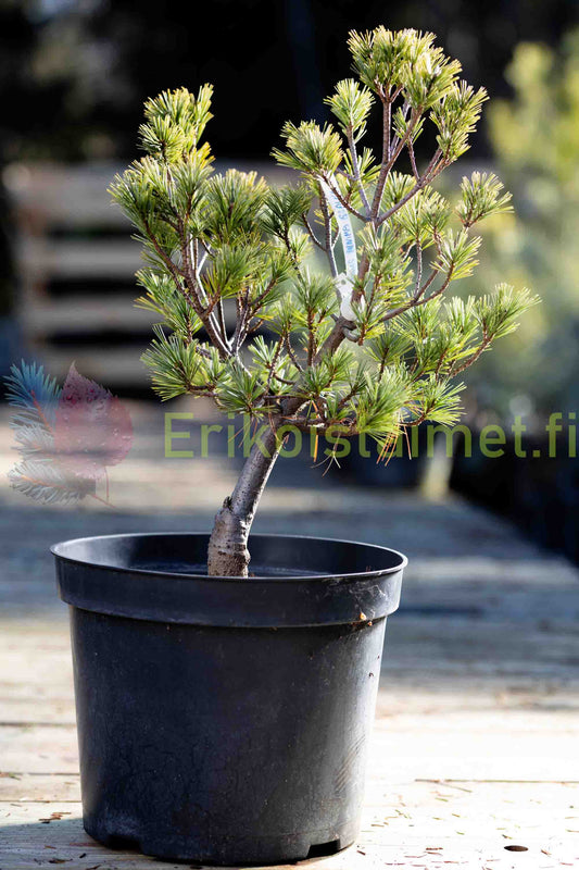 Pinus strobus 'Minima Glauca' - Kääpiöstrobusmänty