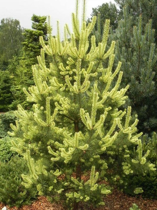 Pinus sylvestris 'Candlelight' - Mänty