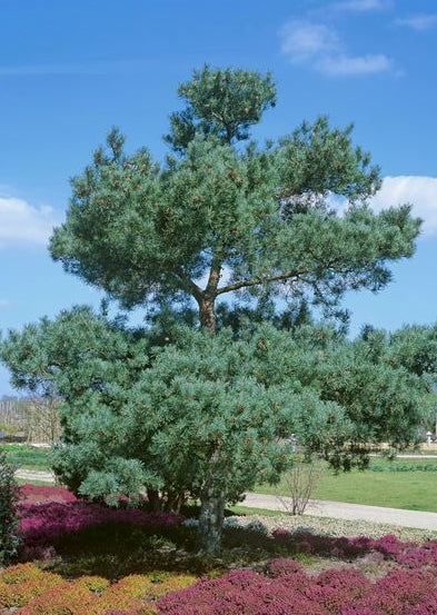 Pinus sylvestris 'Glauca' - Mänty