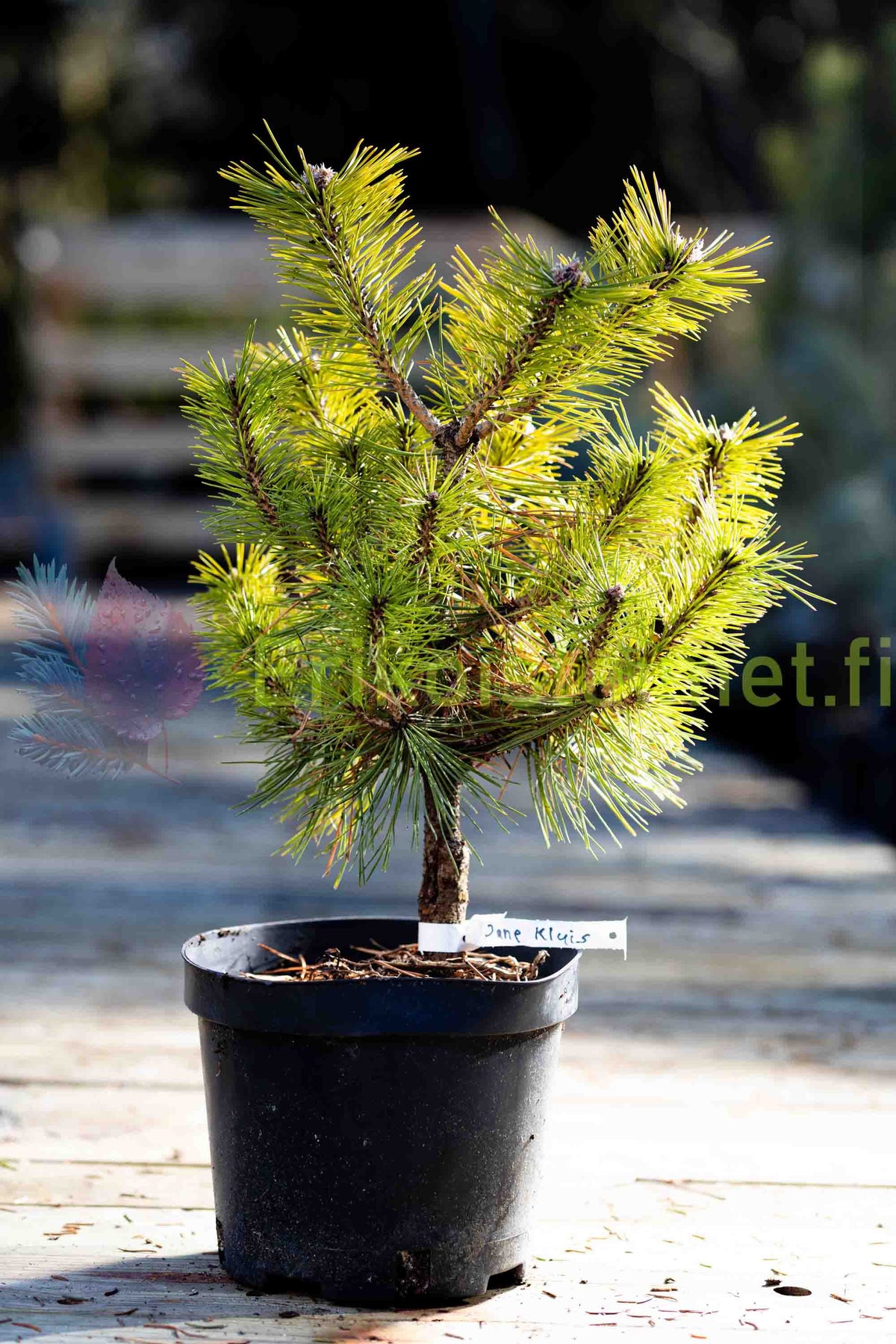 Pinus Densiflora 'Jane Kluis' - Kääpiöjapaninpunamänty