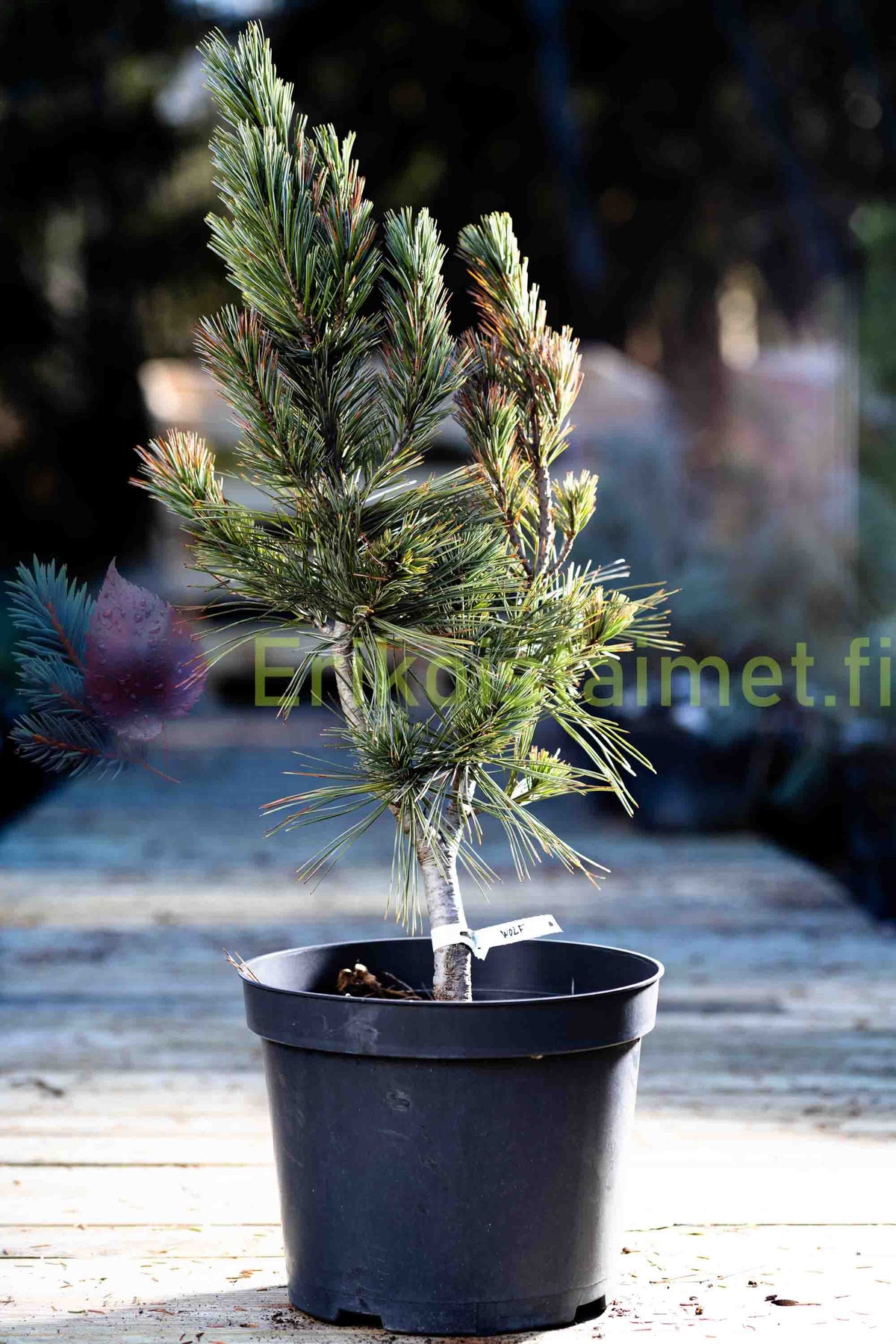 Pinus Flexilis 'Vanderwolf's Pyramid' - Kalliovuortensembra