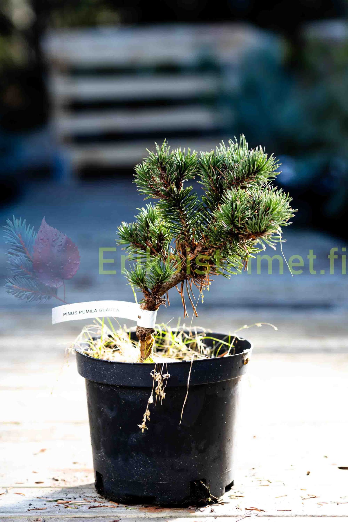 Pinus pumila 'Glauca' - Pensassembra
