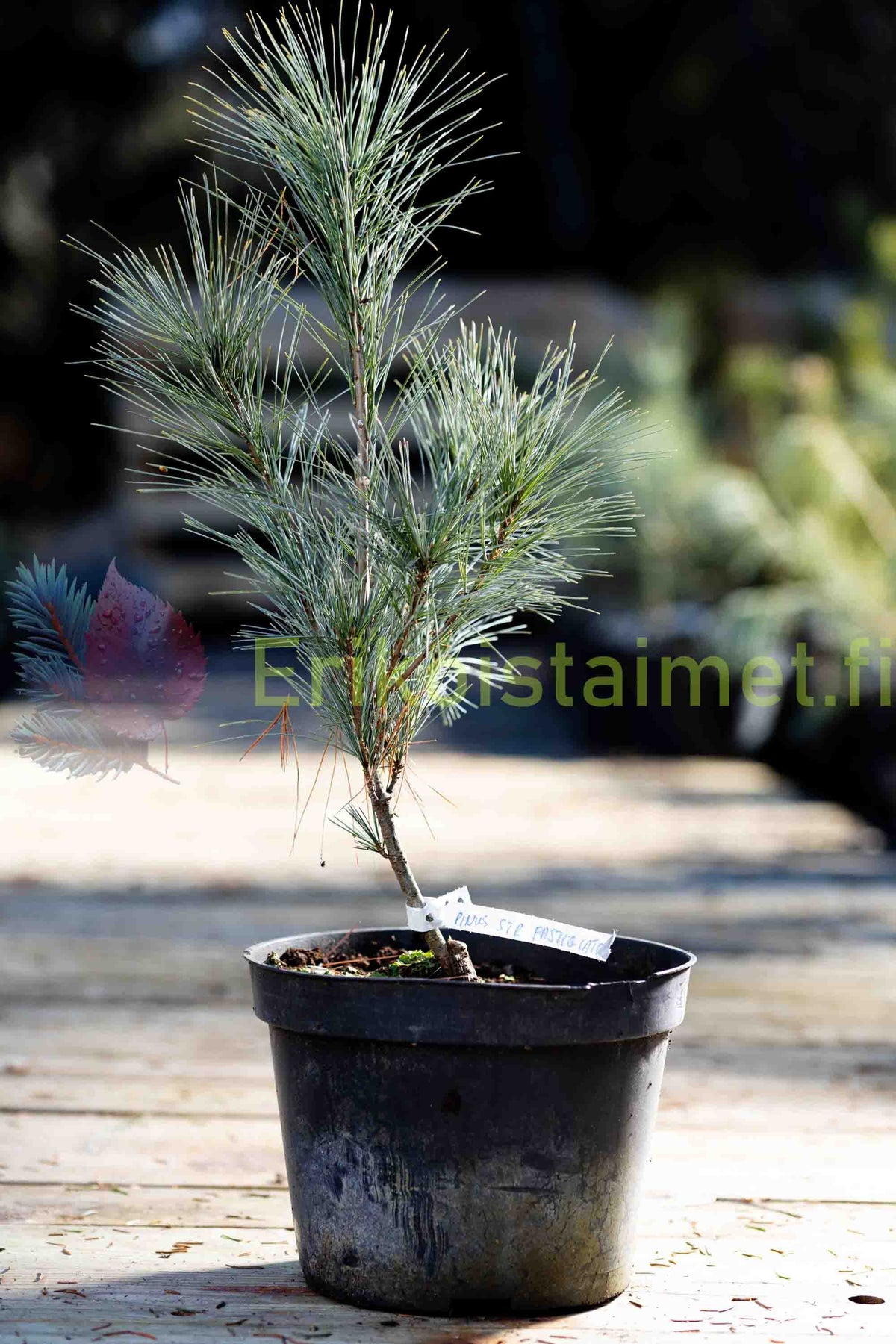 Pinus Strobus 'Fastigiata' - Pilaristrobusmänty