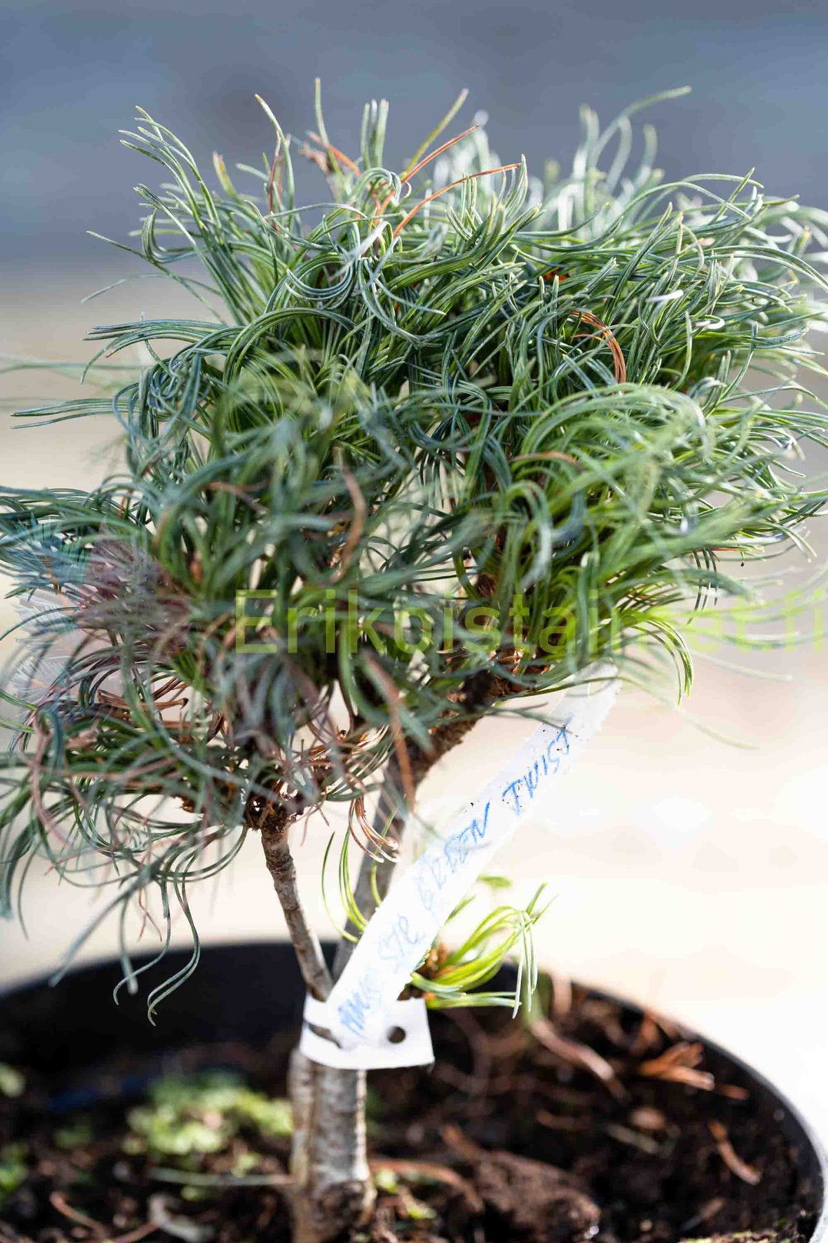 Pinus strobus 'Green Twist' - Kääpiöstrobusmänty