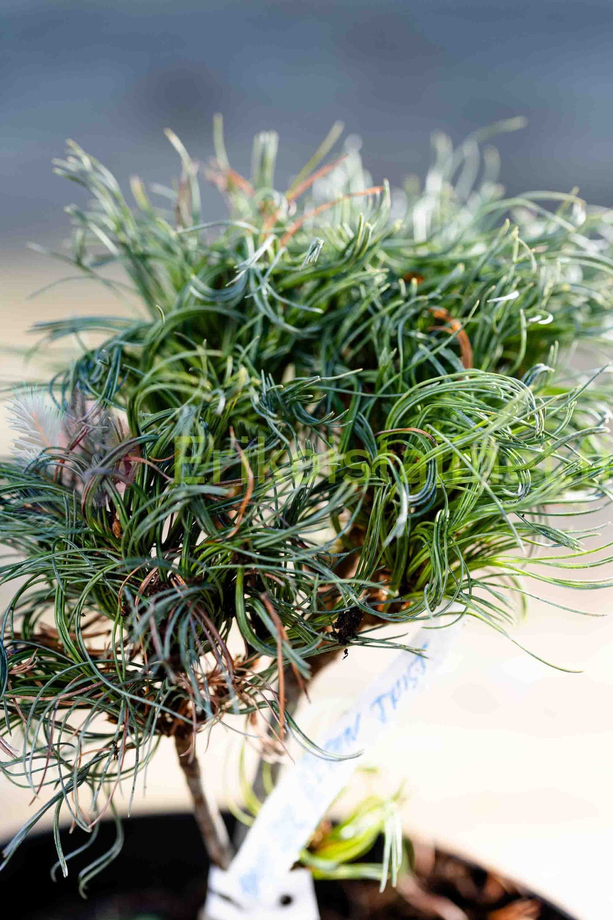 Pinus strobus 'Green Twist' - Kääpiöstrobusmänty