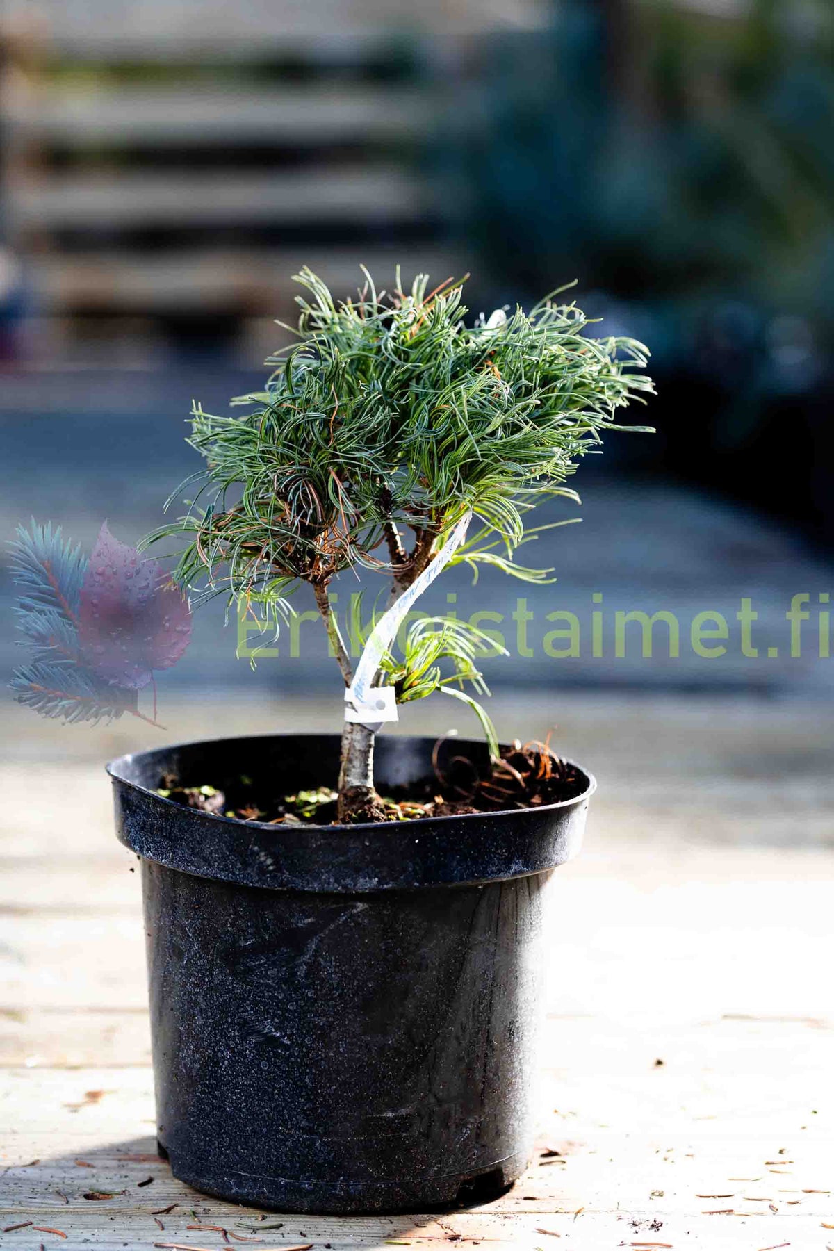 Pinus strobus 'Green Twist' - Kääpiöstrobusmänty