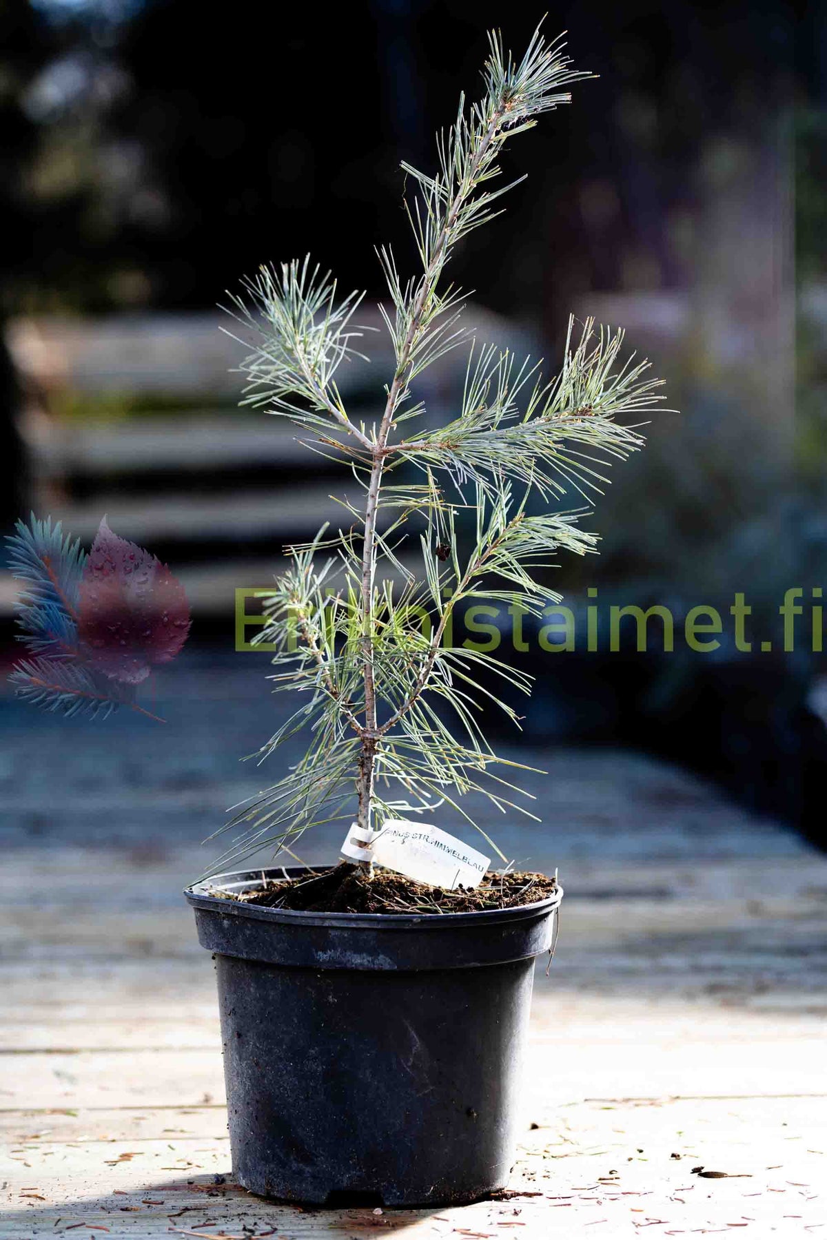Pinus strobus 'Himmelblau' - Strobusmänty