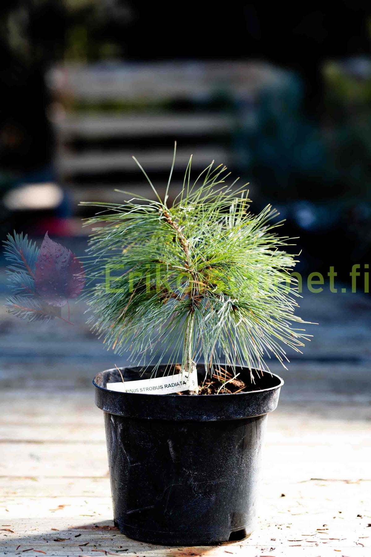 Pinus strobus 'Radiata' - Dvärgtall