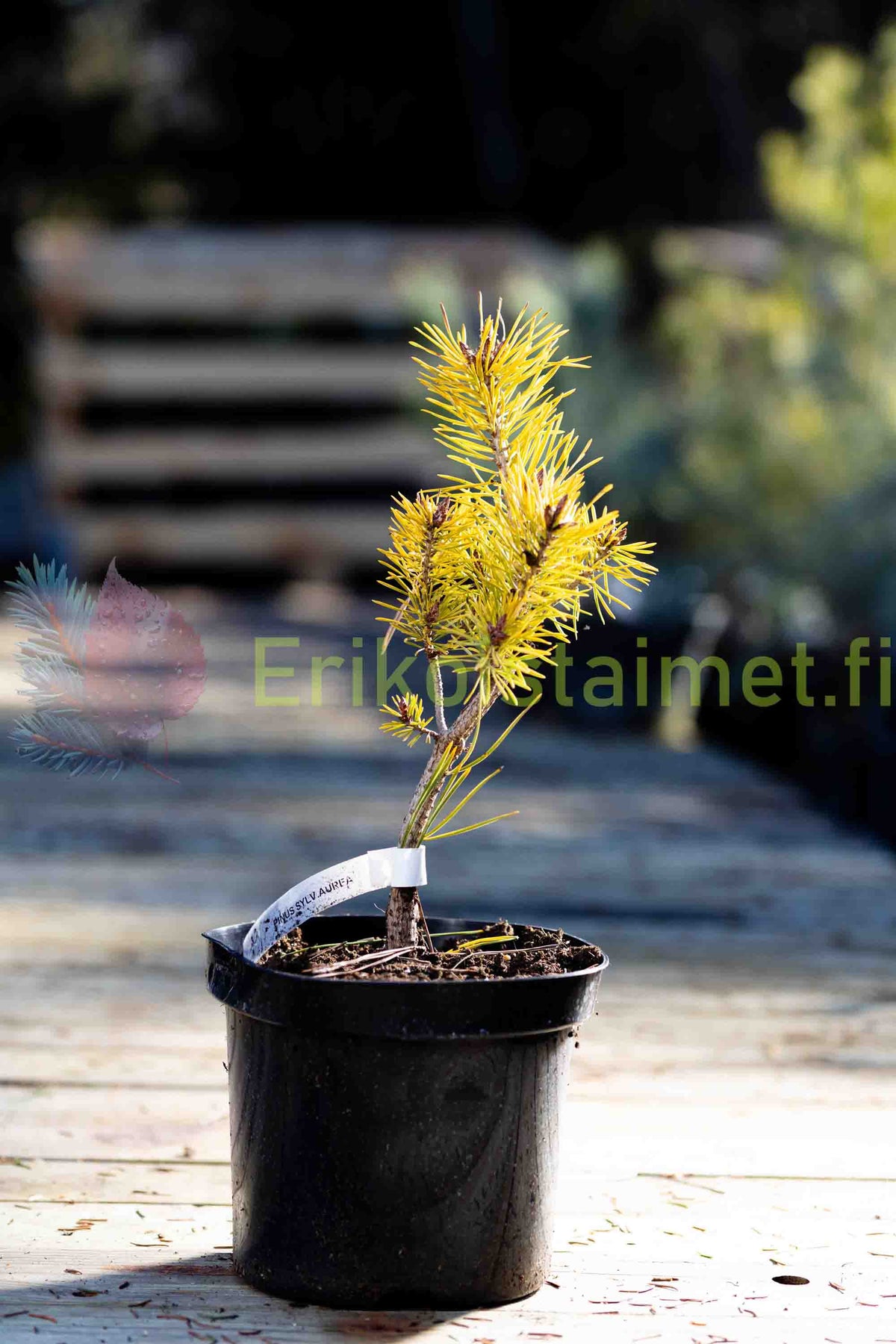 Pinus sylvestris 'Aurea' - Mänty