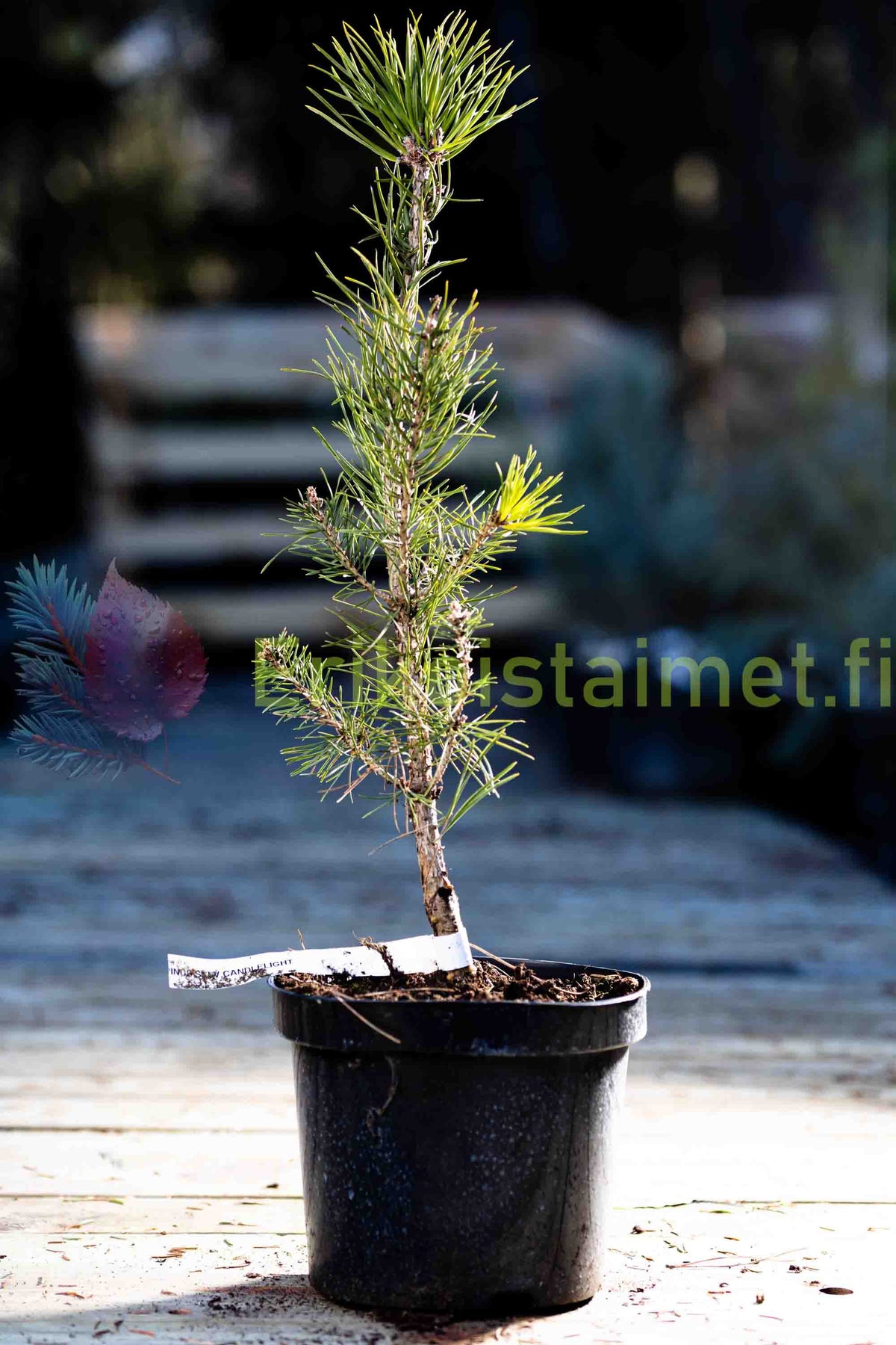 Pinus sylvestris 'Candlelight' - Mänty