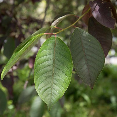 Prunus virginiana 'Canada Red' - Rusotuomi (Suomalainen taimi)