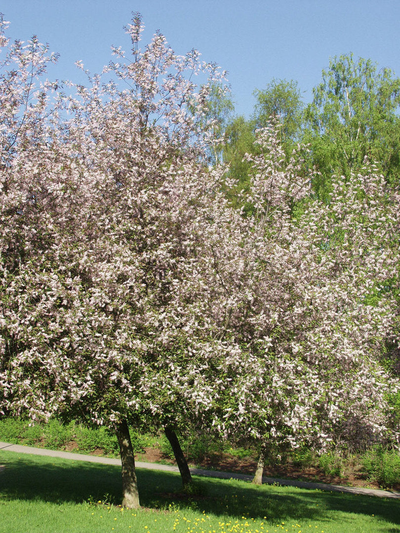 Prunus padus ’Colorata’ - Purppuratuomi (Suomalainen taimi)