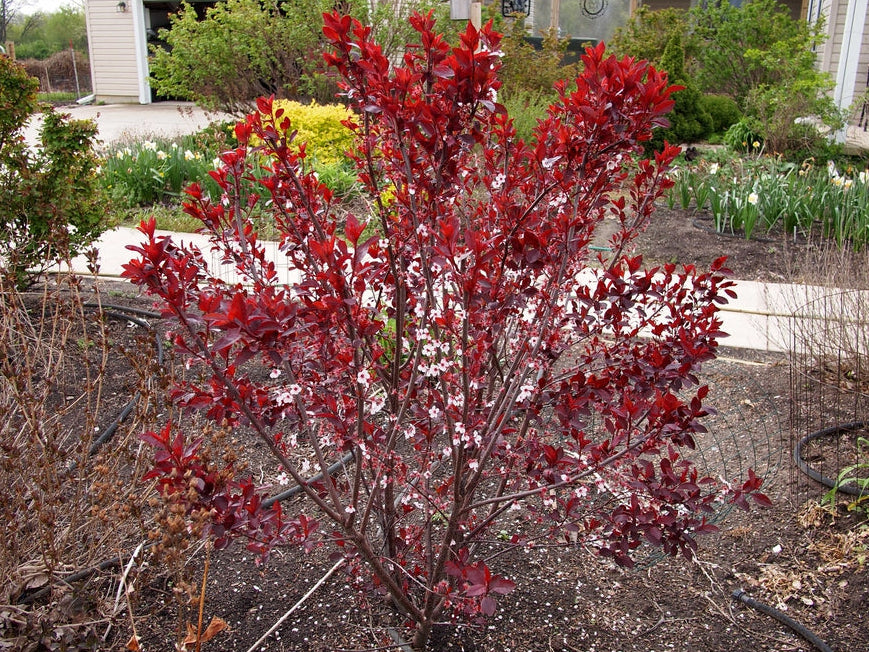 Prunus Cistena - Mustaluumu