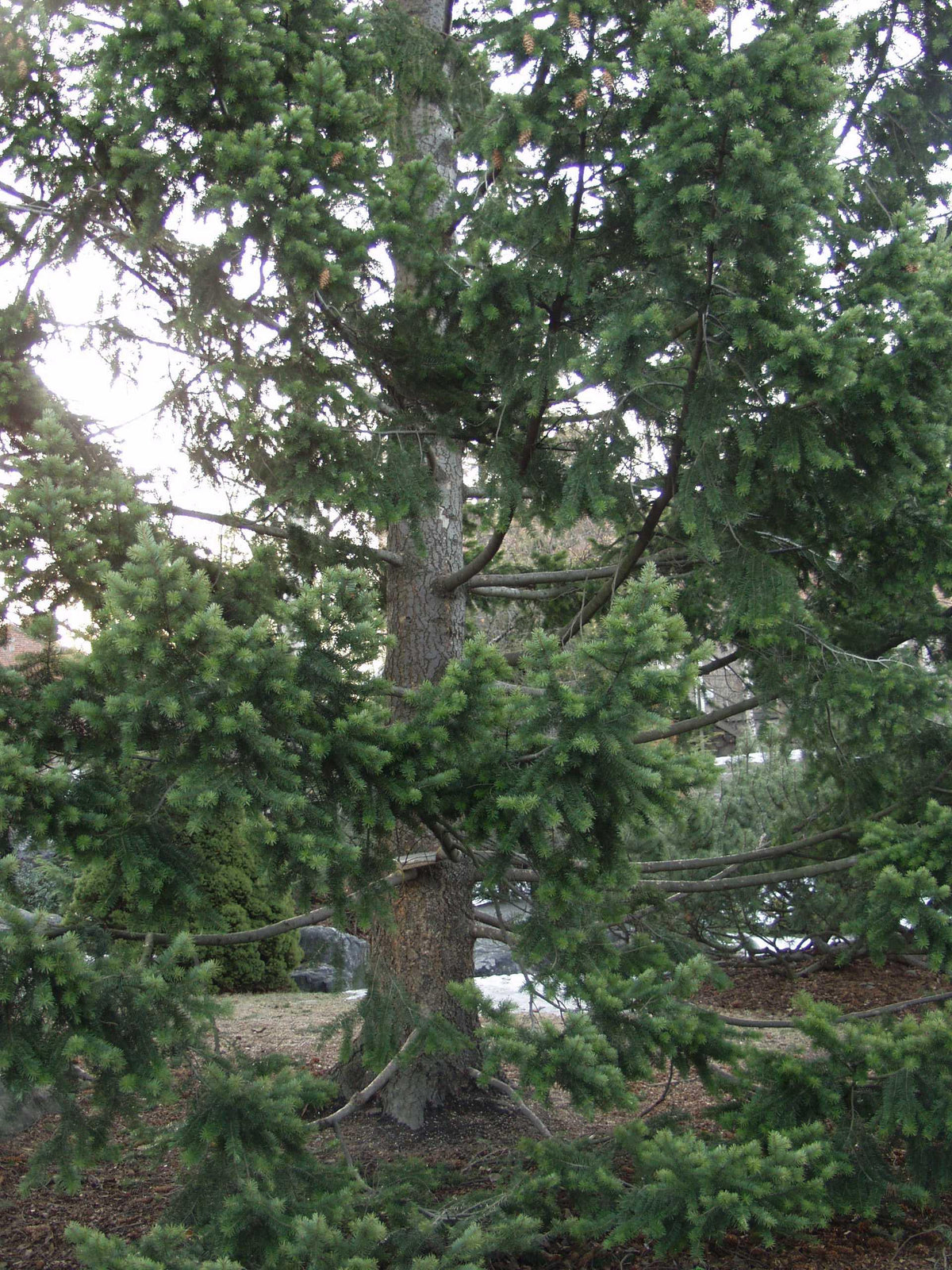 Pseudotsuga menziesii - Douglaskuusi