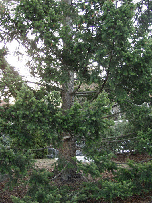 Pseudotsuga menziesii - Douglaskuusi
