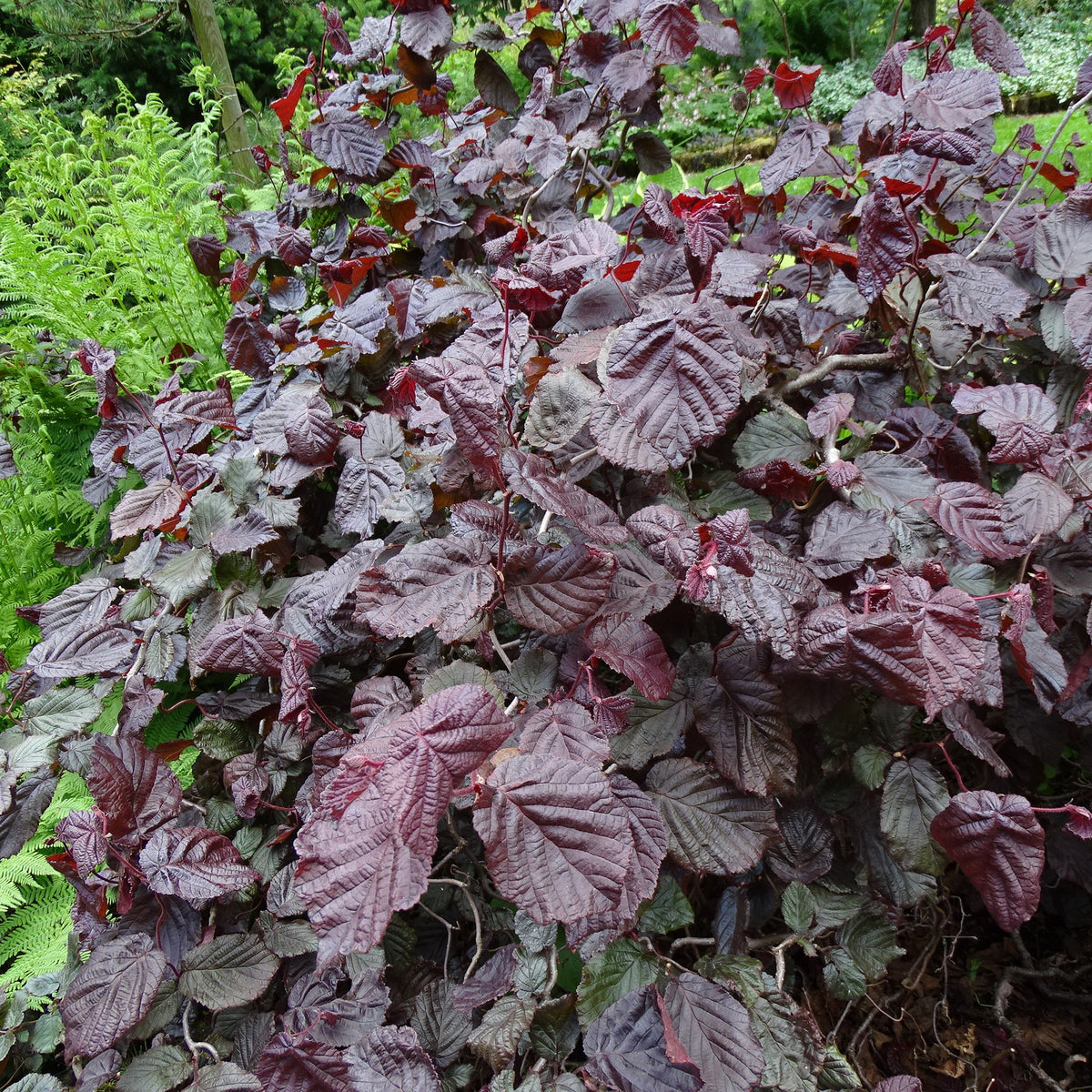 Corylus avellana 'RED MAJESTIC' - 120- Rungolla Punapeikonpähkinä