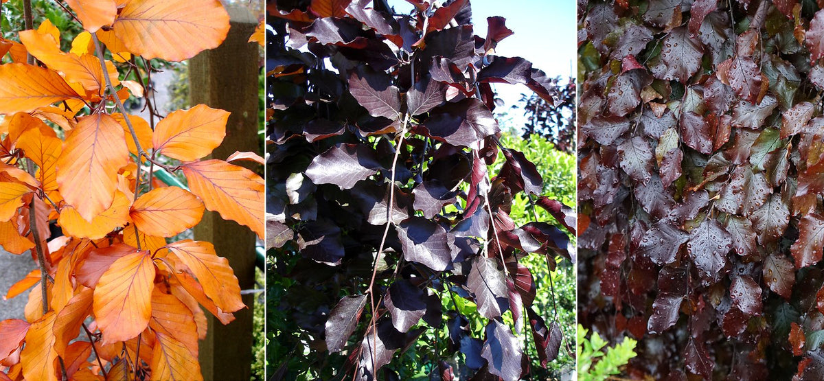 Fagus sylvatica 'Purple Fountain' - Riippapunapyökki, Riippaveripyökki, Punapyökki