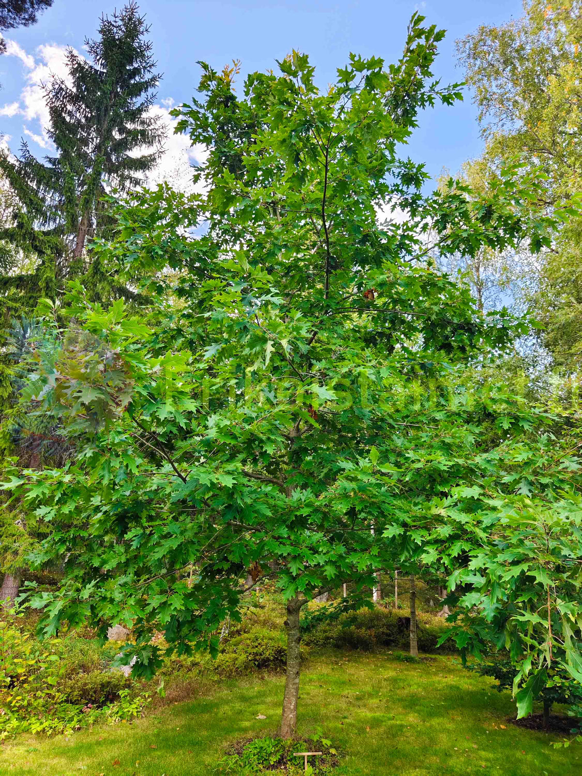 Quercus rubra - Rödek