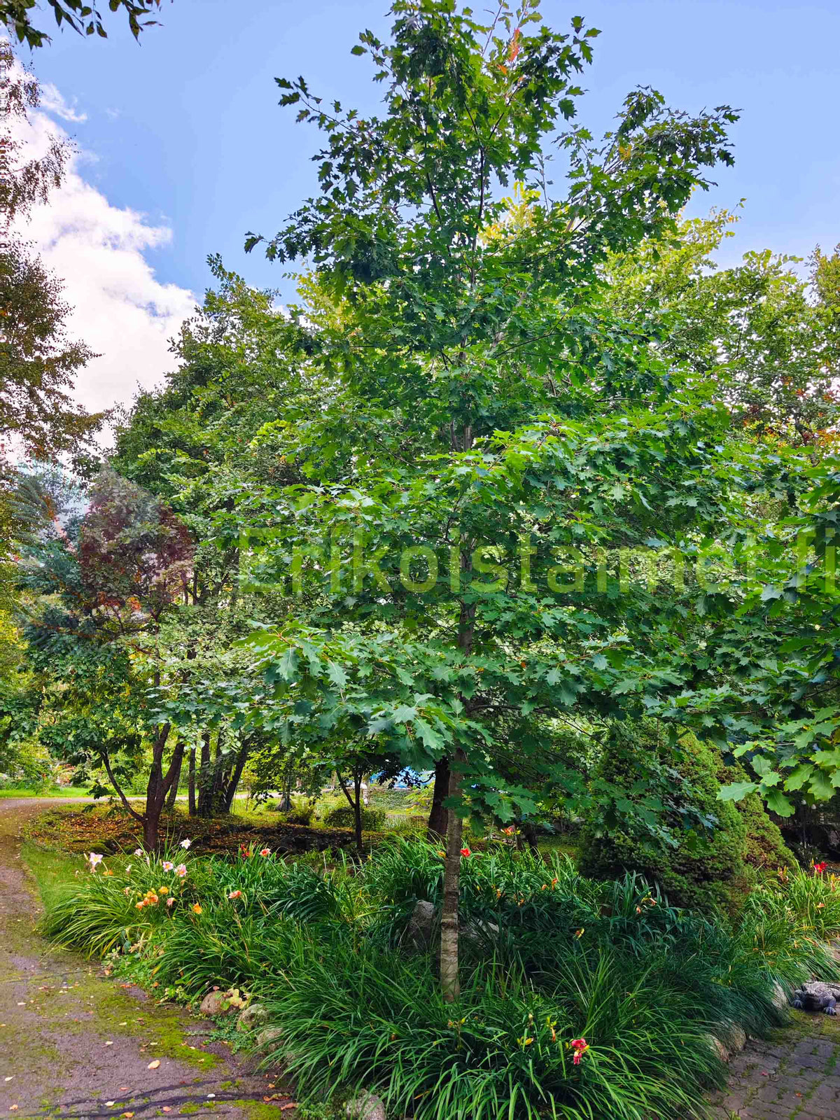Quercus rubra - Rödek