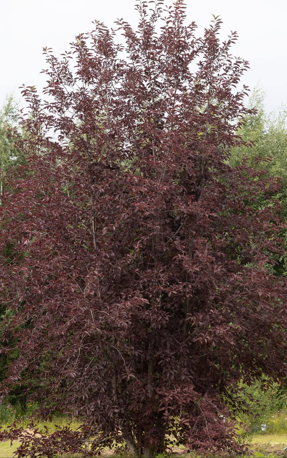 Prunus virginiana 'Canada Red' - Rusotuomi (Suomalainen taimi)