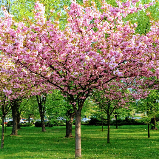 Prunus triloba - Ruusumanteli